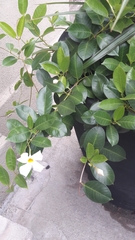 Apocynoideae
