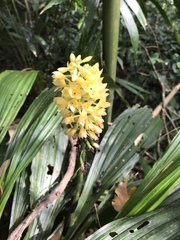 Calanthe formosana