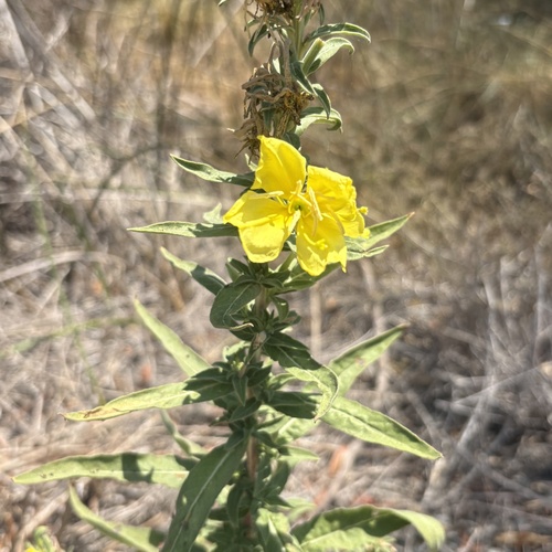 iNaturalist observation photo of tall evening primrose