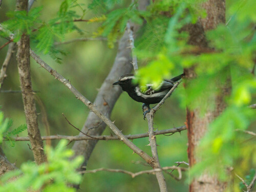 Black-bellied Antwren (Formicivora melanogaster), photo 2