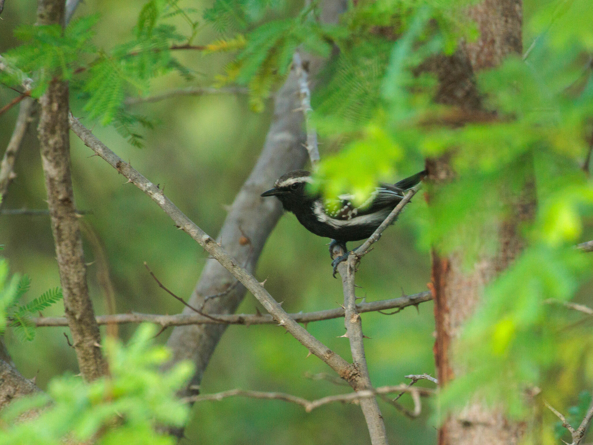 Black-bellied Antwren (Formicivora melanogaster), photo 2