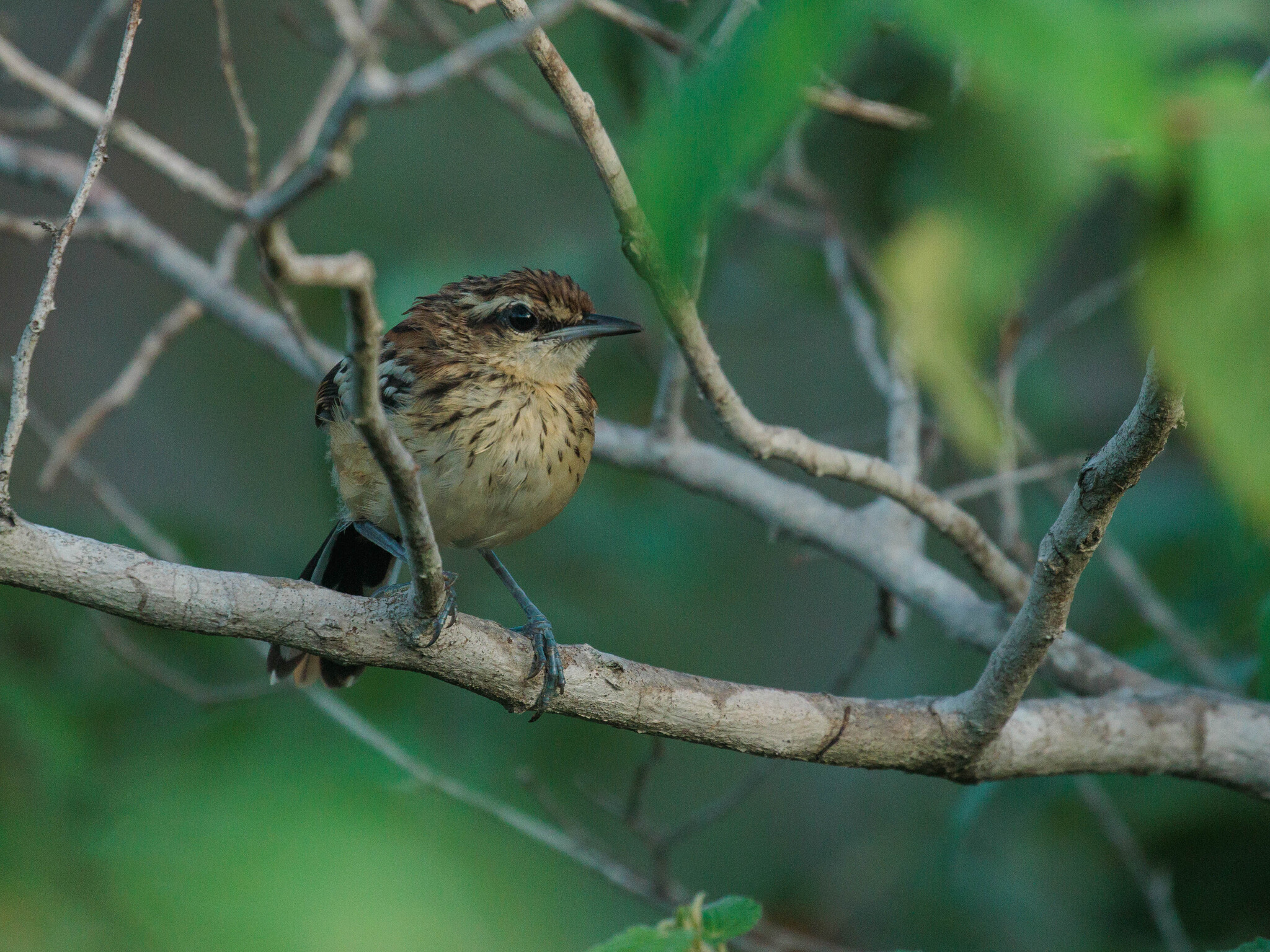 Stripe-backed Antbird (Myrmorchilus strigilatus), photo 9