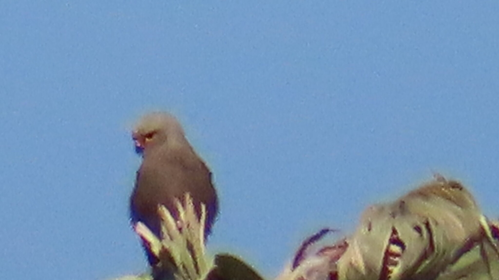 Dickinson's Kestrel (Falco dickinsoni), photo 2