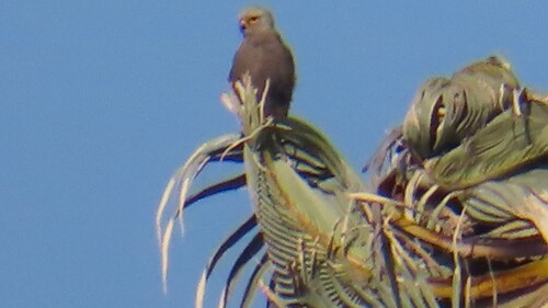 Dickinson's Kestrel (Falco dickinsoni)