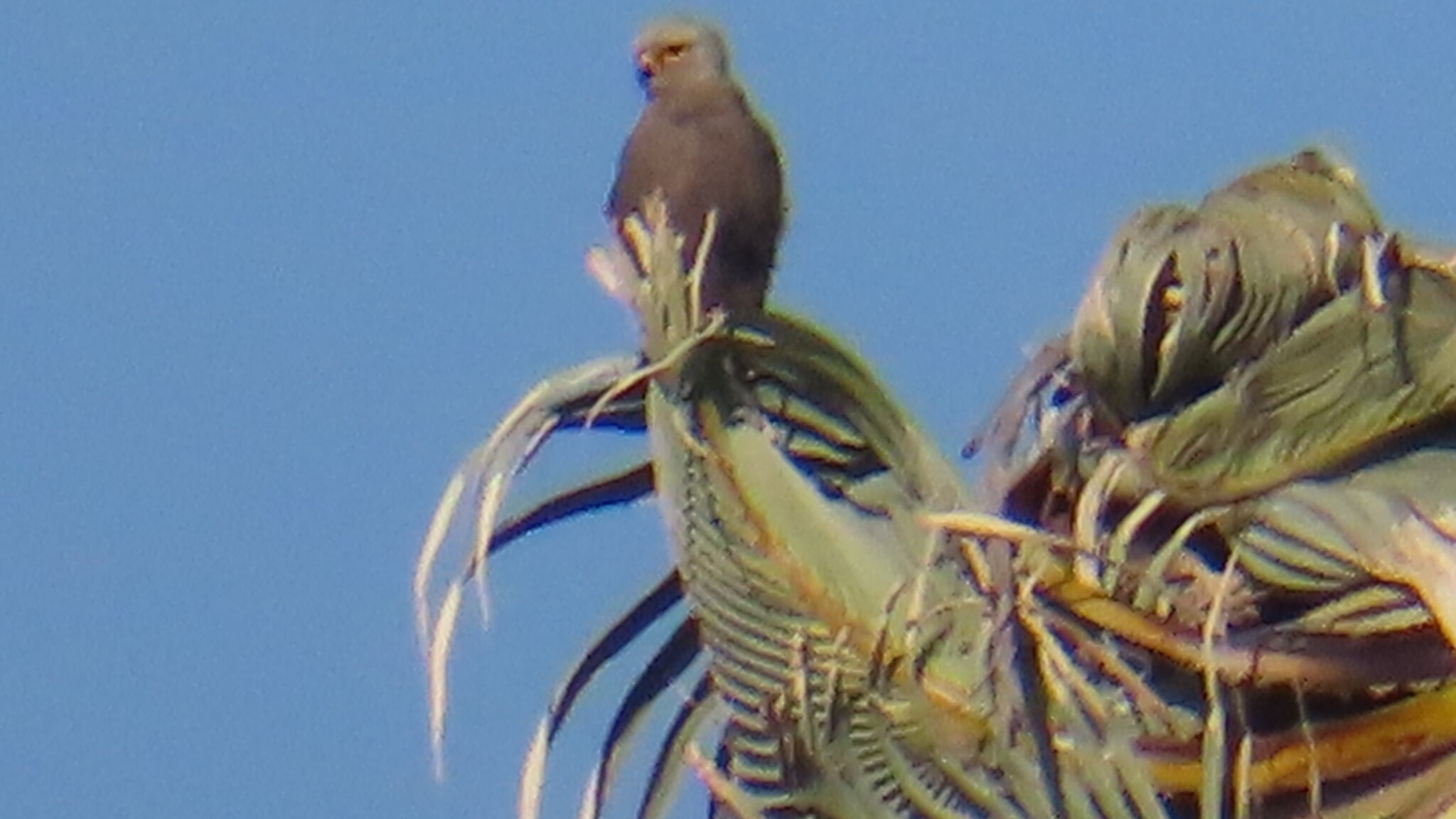 Dickinson's Kestrel (Falco dickinsoni), photo 1