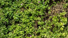 Mesembryanthemum cordifolium