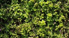Mesembryanthemum cordifolium