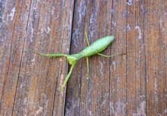Hierodula patellifera patellifera