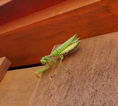 Hierodula patellifera patellifera