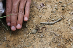 Storeria storerioides