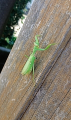 Hierodula patellifera patellifera