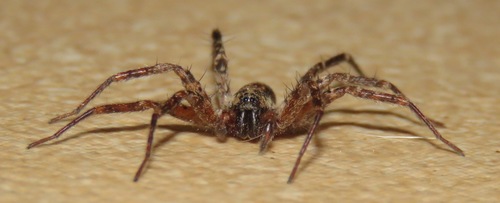 Copa lacustris