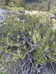 Quercus vacciniifolia