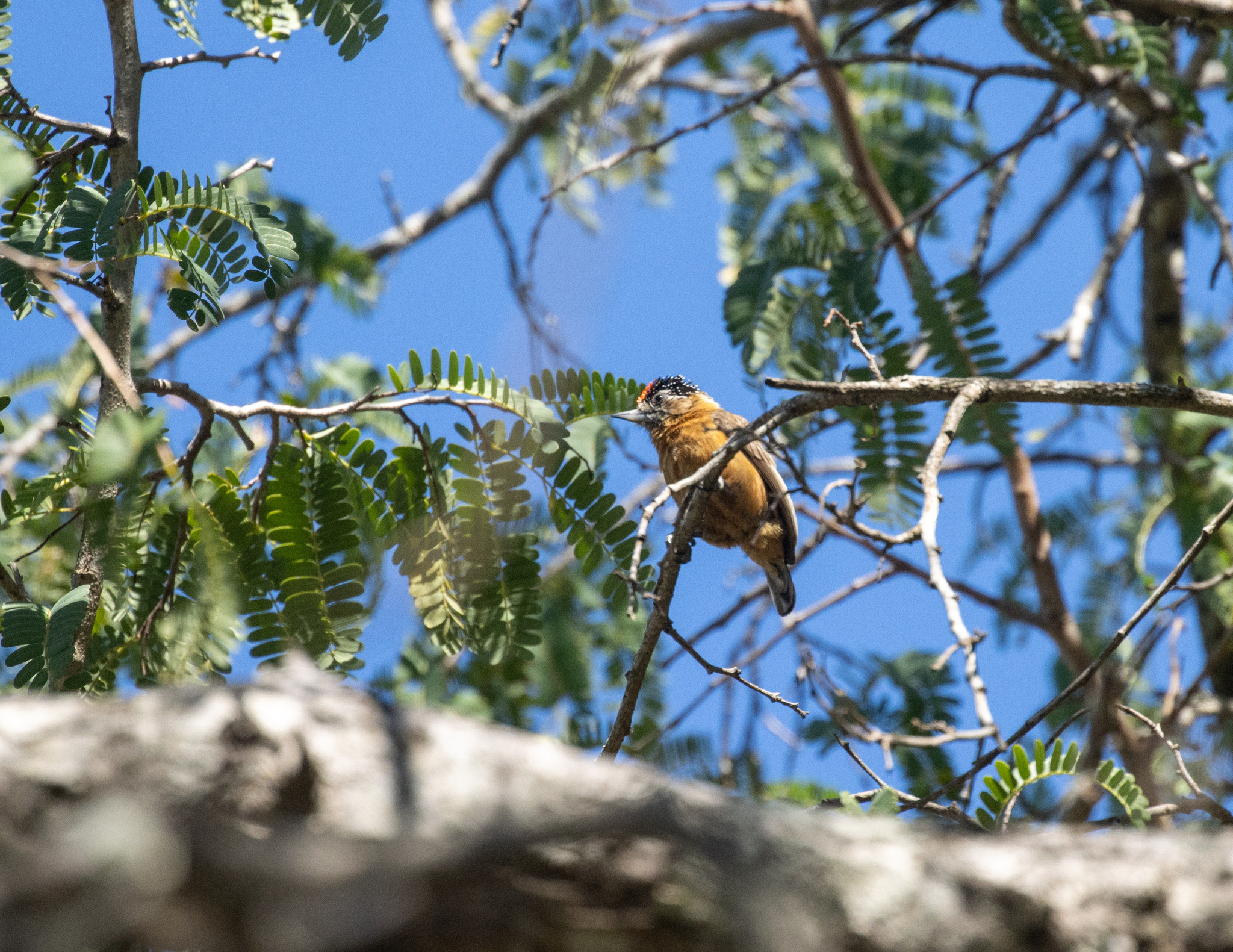 Ochraceous Piculet (Picumnus limae), photo 7