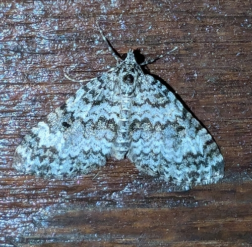 Double-banded Carpet Moth photo 3