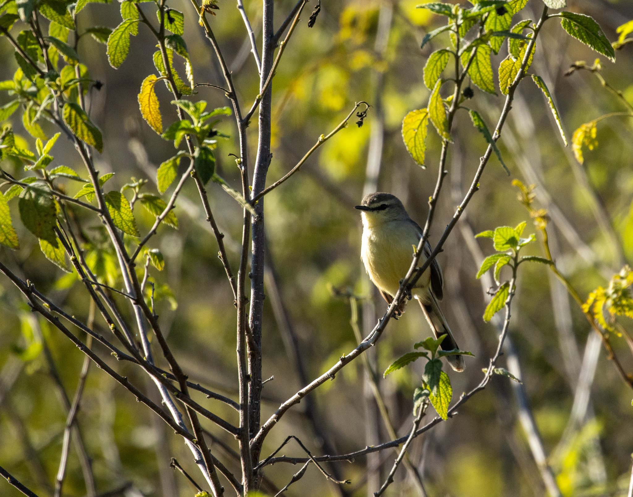 Bahia Wagtail-Tyrant (Stigmatura bahiae), photo 4