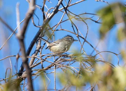 Caatinga Antwren (Radinopsyche sellowi), photo 5