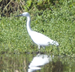 Egretta garzetta