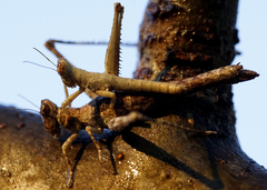 Teicophrys fusiformis