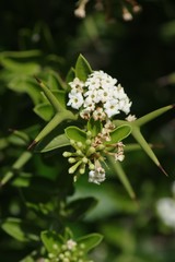 Carissa haematocarpa