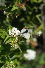 Carissa haematocarpa