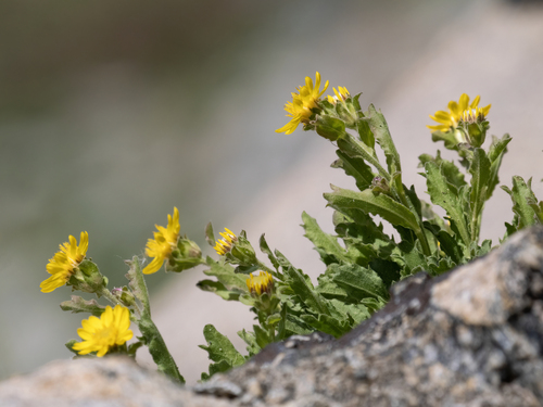 tahoe tonestus (Tonestus eximius)