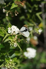 Carissa haematocarpa