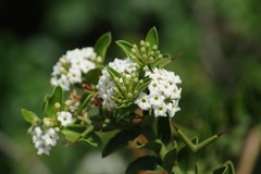 Carissa haematocarpa