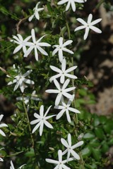Jasminum multipartitum