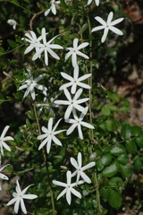 Jasminum multipartitum