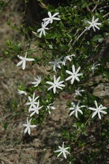 Jasminum multipartitum