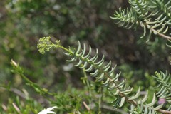 Crassula tetragona robusta