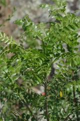 Ptaeroxylon obliquum