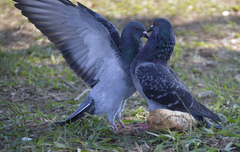 Columba livia domestica