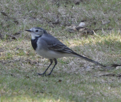 Motacilla alba