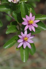 Grewia occidentalis