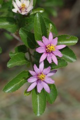 Grewia occidentalis