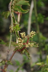 Cyphostemma quinatum