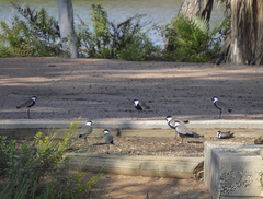Vanellus spinosus