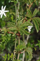 Cyphostemma quinatum