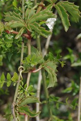 Cyphostemma quinatum