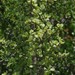 Portulacaria afra - Photo (c) Craig Peter,  זכויות יוצרים חלקיות (CC BY-NC), uploaded by Craig Peter