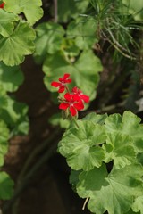 Pelargonium inquinans