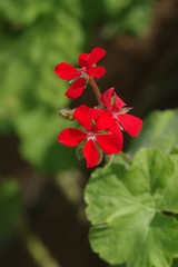 Pelargonium inquinans