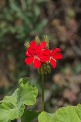 Pelargonium inquinans