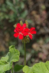 Pelargonium inquinans