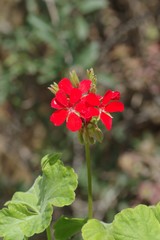 Pelargonium inquinans