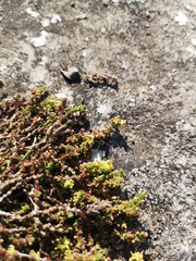 Galium bredasdorpense