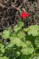 Pelargonium inquinans