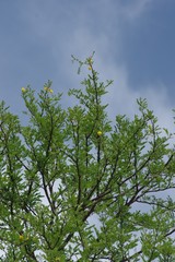 Vachellia karroo